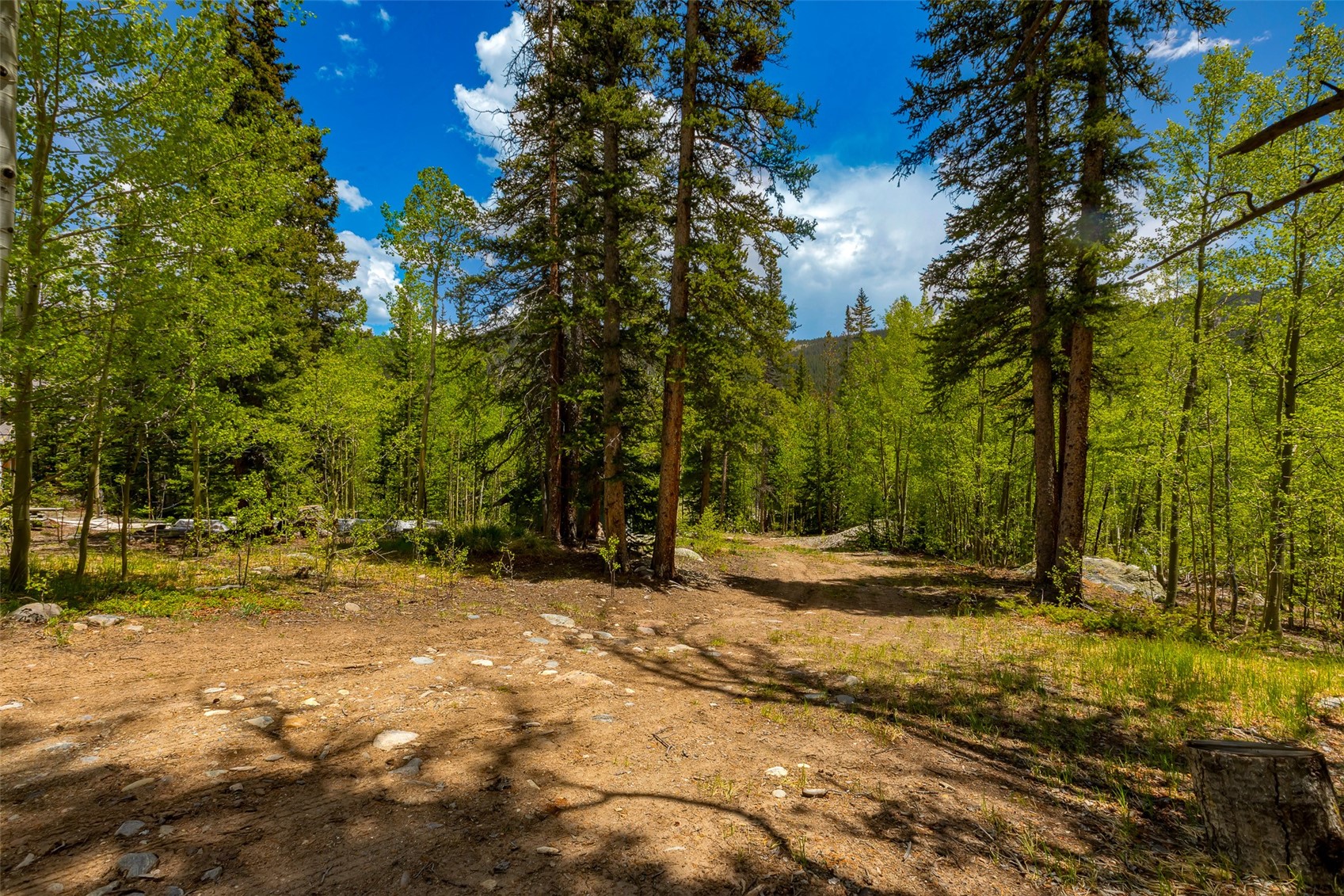 522 Quartzville Road Alma, CO 80420 - Photo 6 of 46 a view of dirt yard with trees