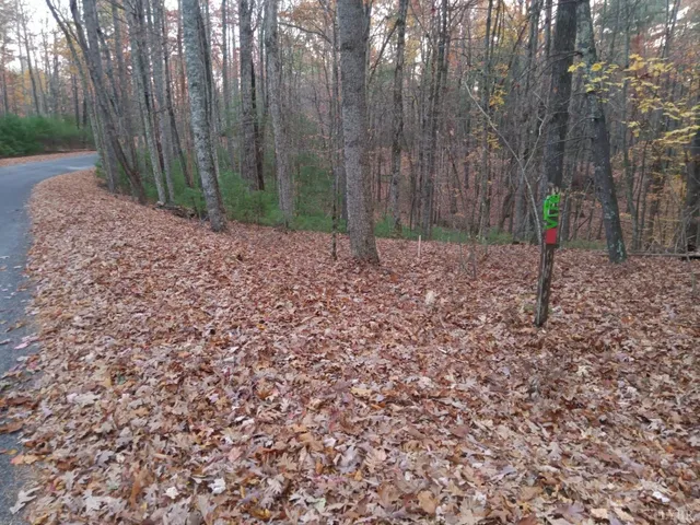 a view of a backyard with trees