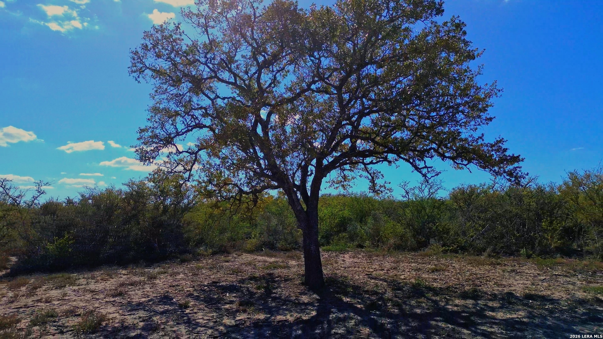 128 Salyer George George West, TX 78022 - Photo 16 of 18 a view of a forest