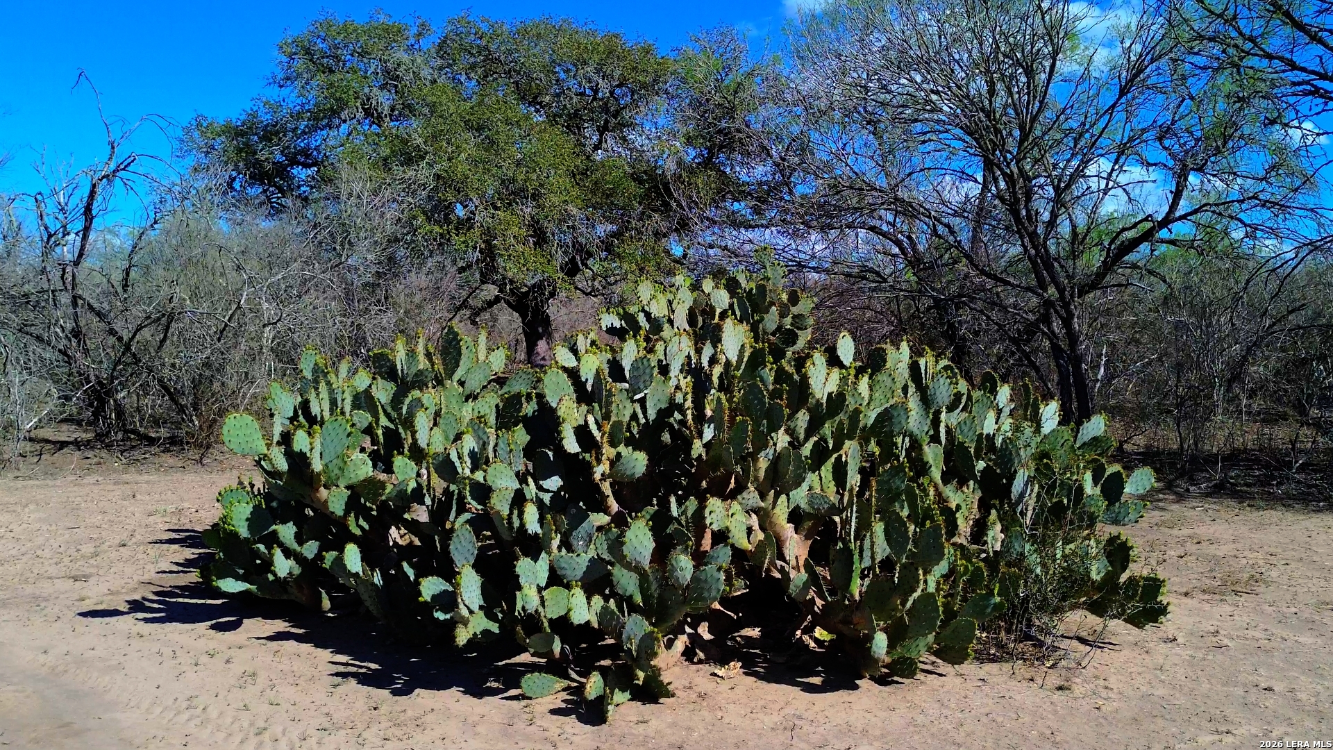 128 Salyer George George West, TX 78022 - Photo 2 of 18 a view of a garden