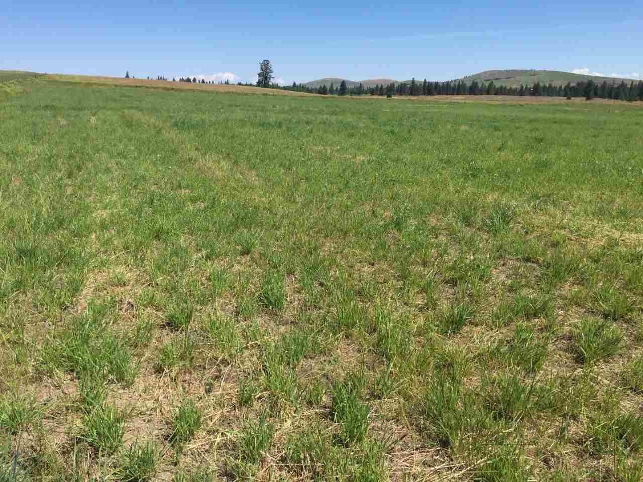 25-xxx West Tucker Prairie Road Cheney, WA 99004 - Photo 2 of 2