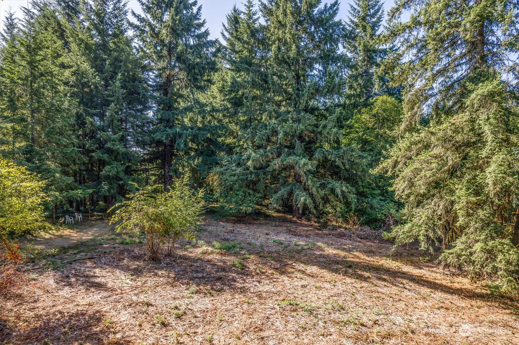 110-165 Rawlins Road Winlock, WA 98596 - Photo 1 of 21 a view of a forest