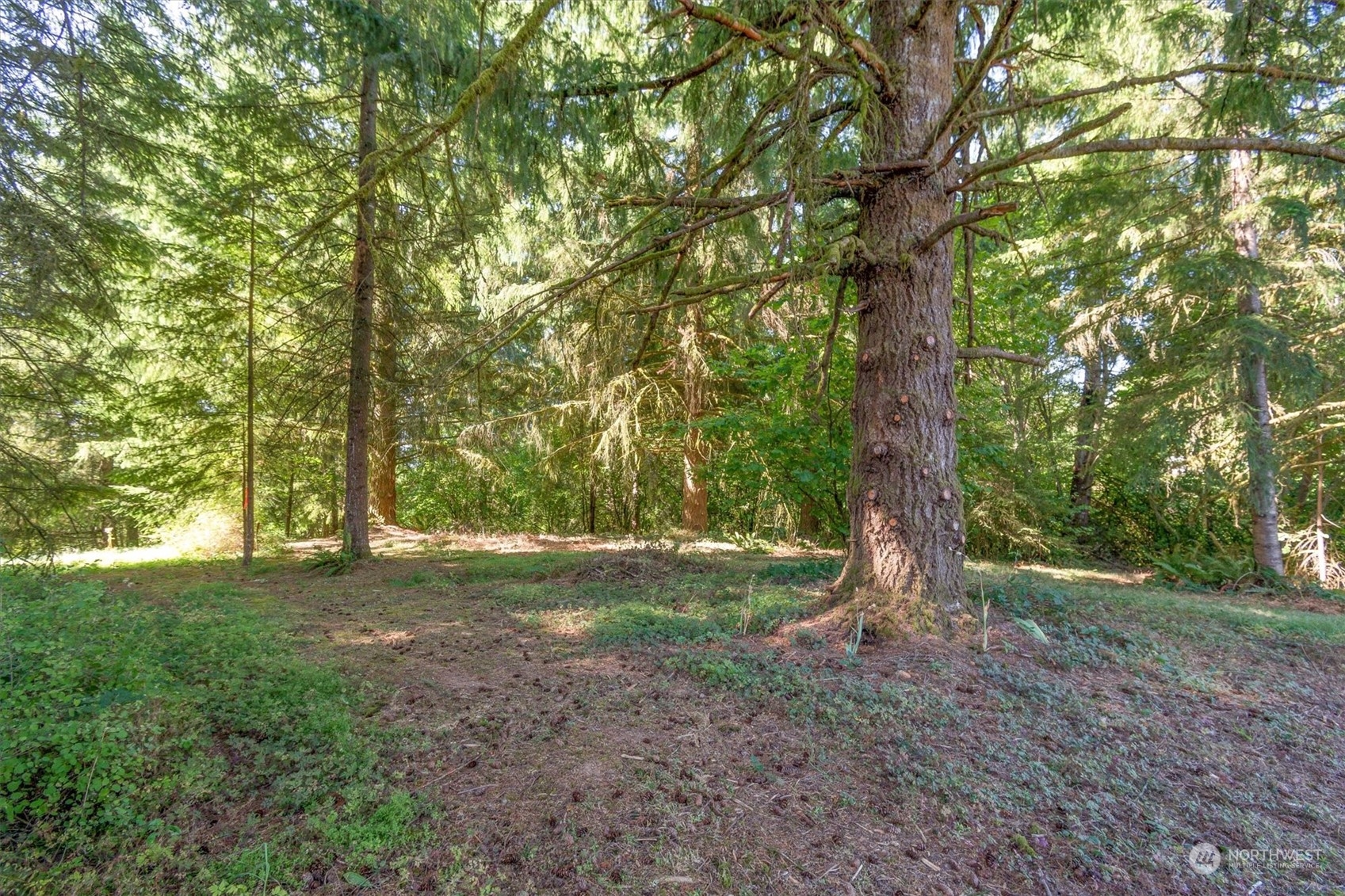 110-165 Rawlins Road Winlock, WA 98596 - Photo 7 of 21 a view of a tree in the middle of a forest