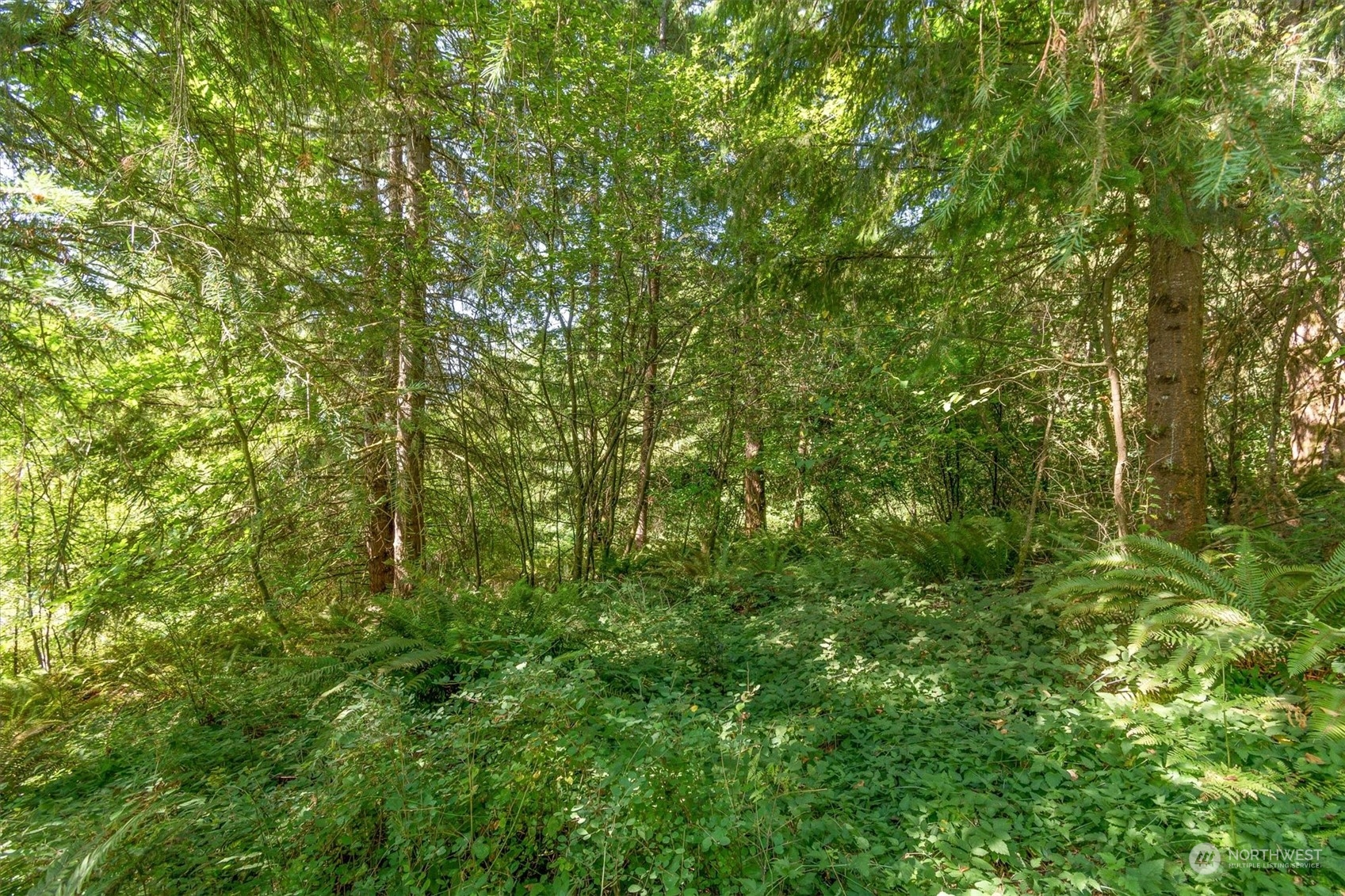 110-165 Rawlins Road Winlock, WA 98596 - Photo 8 of 21 a view of a lush green forest
