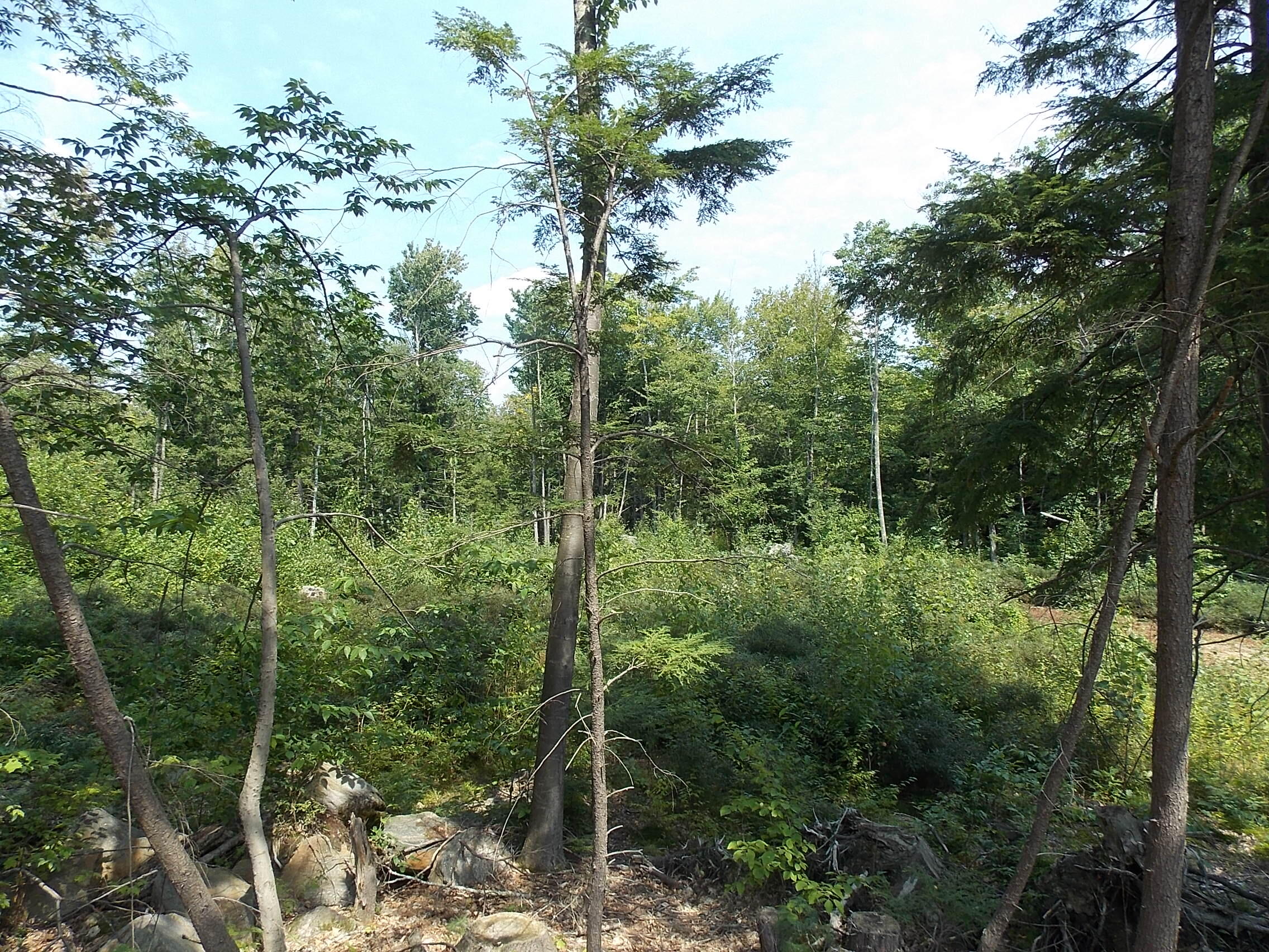 0 Walnut Brook Road Sanford, ME 04073 - Photo 9 of 19 DSCN9522