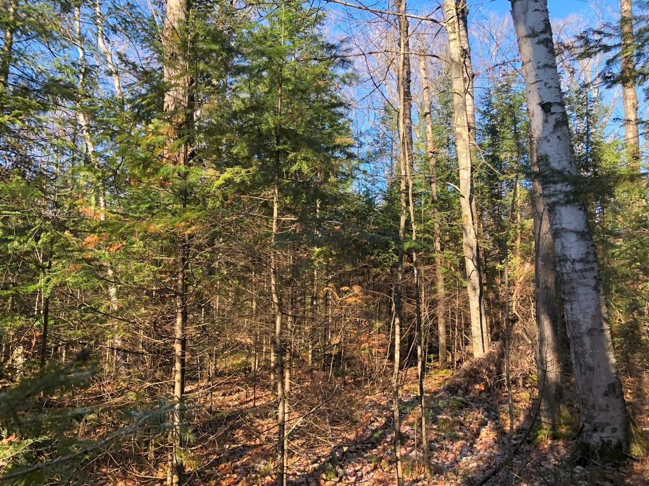 On East Bay Road, Unit LOT 2 Presque Isle, WI 54557 - Photo 13 of 21 Gallery Image 13