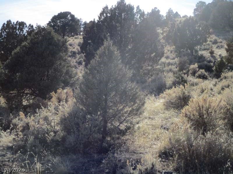 322 (10.012 Ac) Pioche, NV 89043 - Photo 7 of 10 View of woods