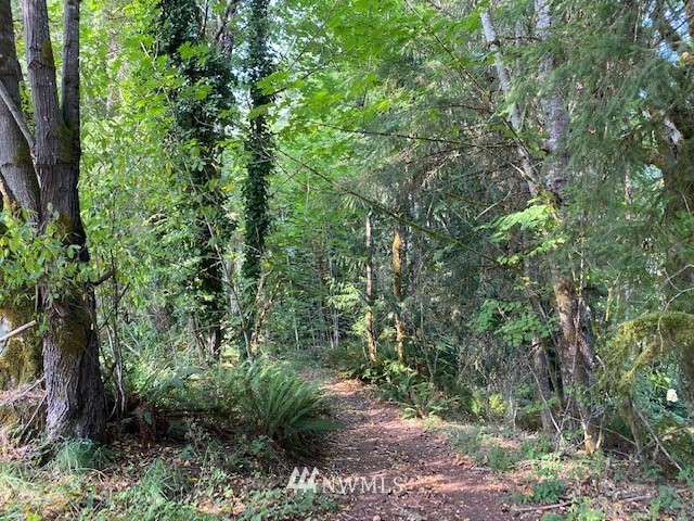 230 Frank Smith Road Toutle, WA 98649 - Photo 4 of 19 a view of a forest with trees in the background