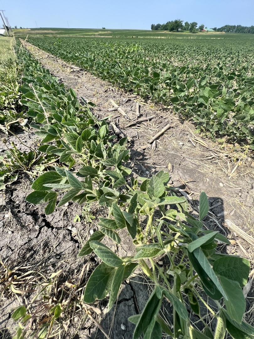 14202 East 3000 N Road Blackstone, IL 61313 - Photo 20 of 24 a view of a garden with a plant
