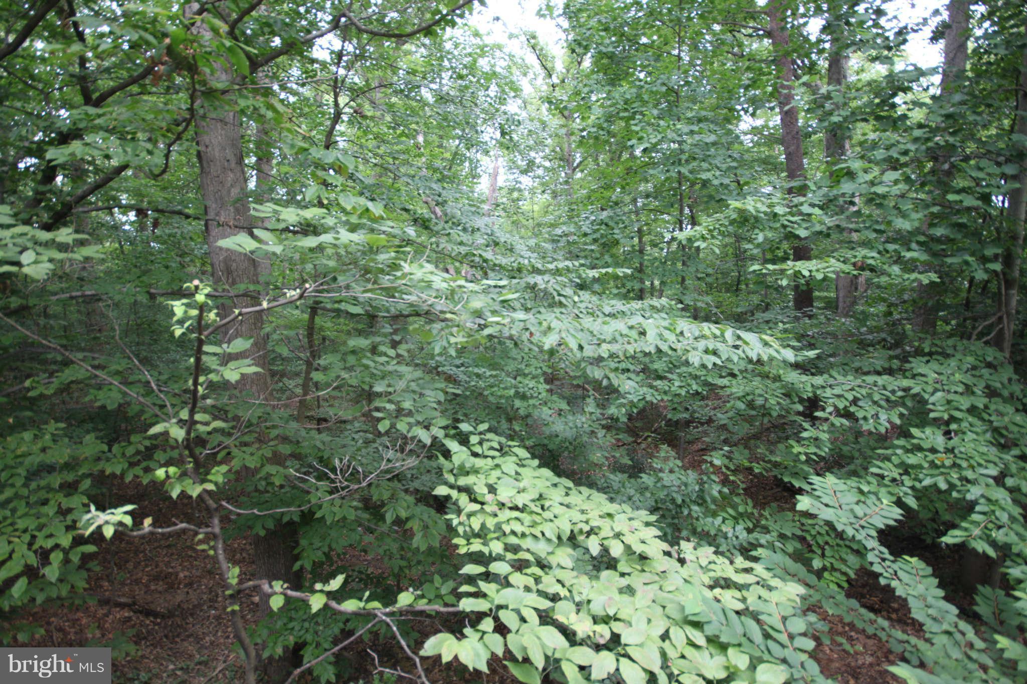 7510 Gambrill Road Springfield, VA 22153 - Photo 6 of 30 a view of a forest with lots of trees
