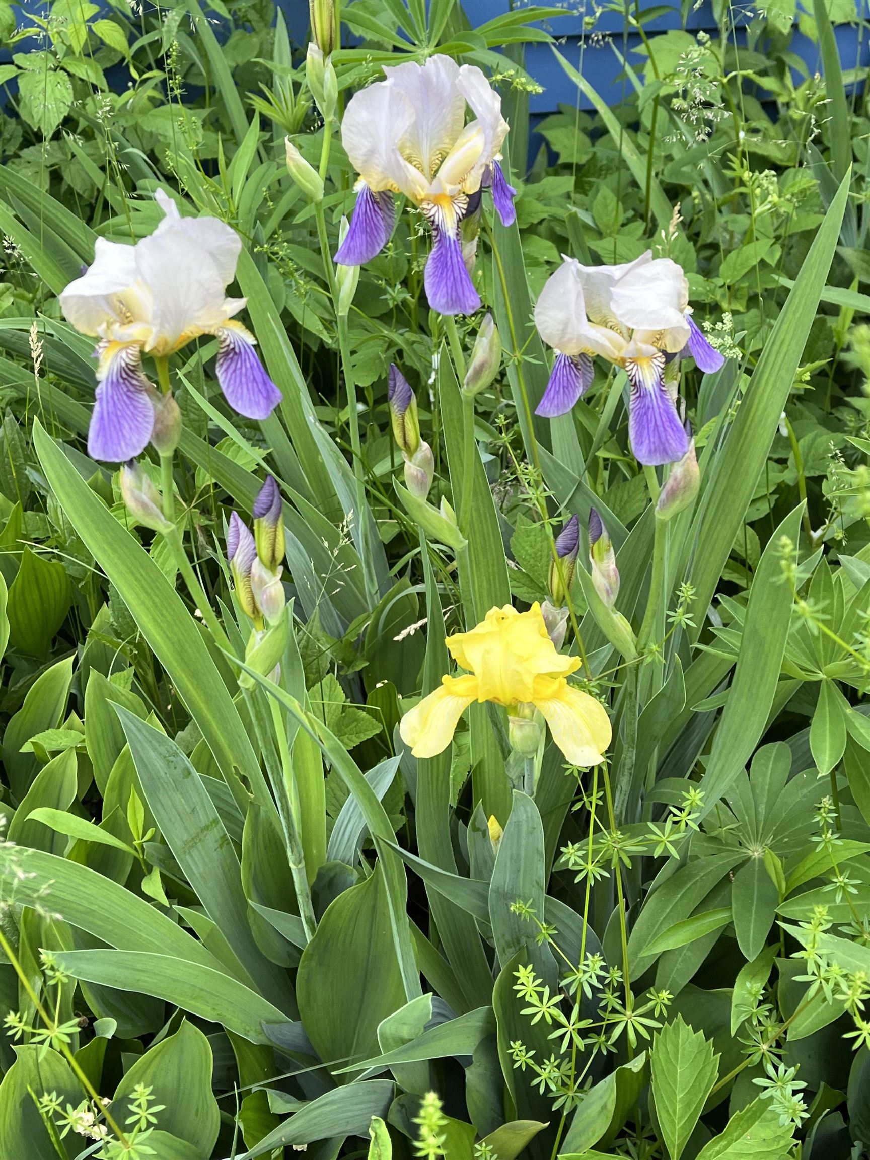 446 Highland Avenue Manchester, VT 05255 - Photo 59 of 62