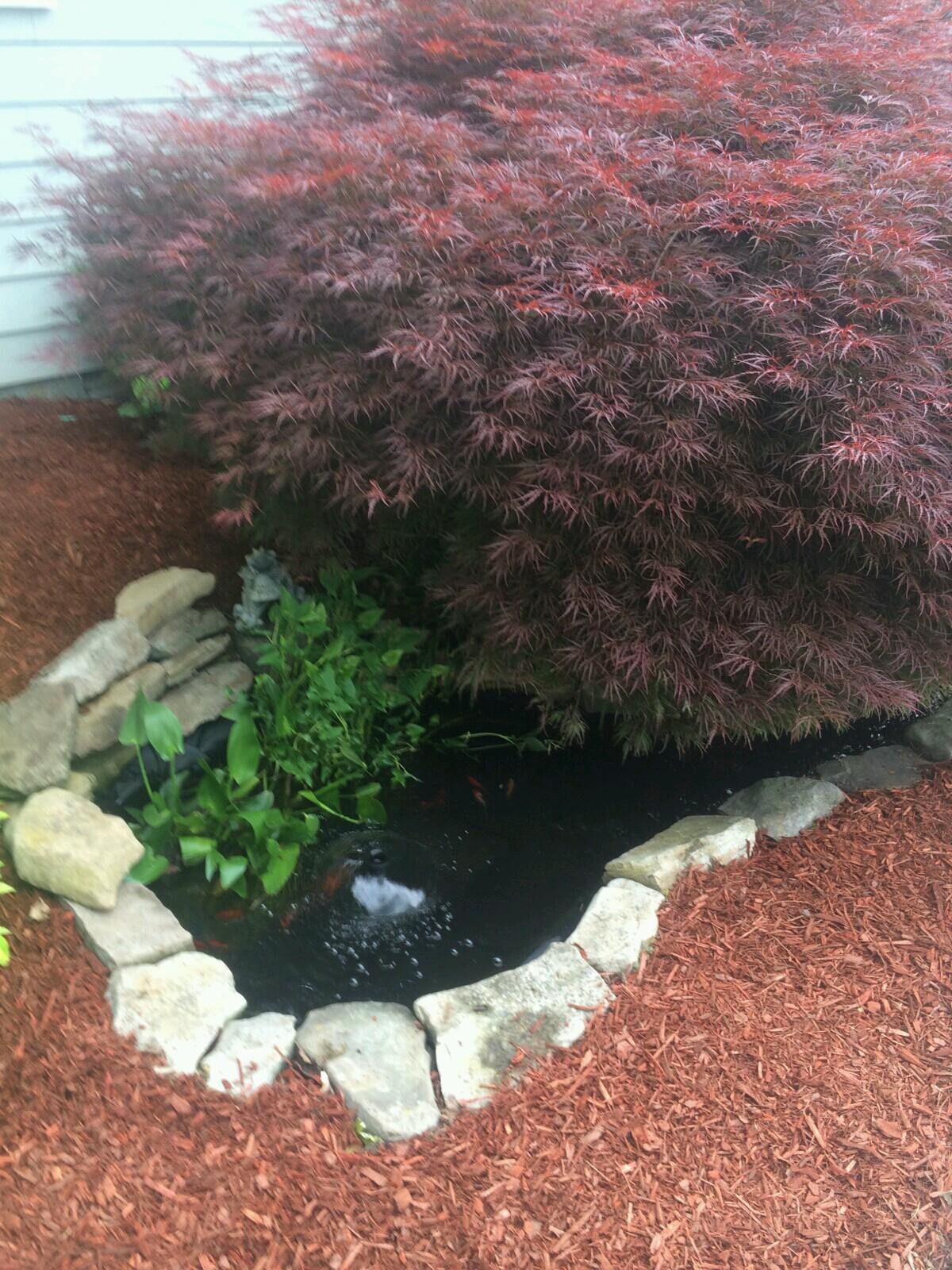 103 Rees Avenue Chattanooga, TN 37411 - Photo 21 of 23 Fish pond and Japanese maple