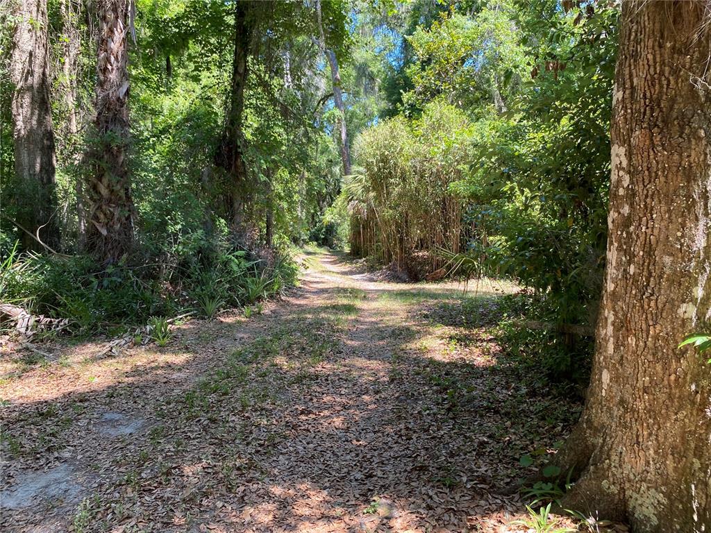2424 Northeast 170th Street Citra, FL 32113 - Photo 46 of 53 a view of a yard with plants and trees