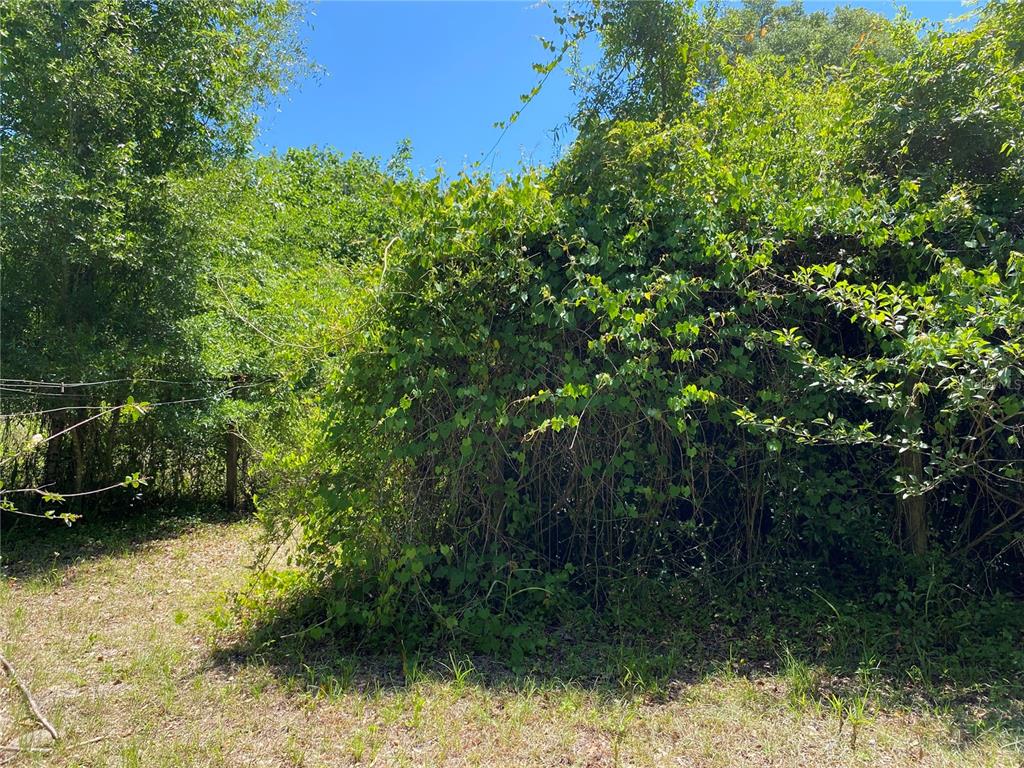 2424 Northeast 170th Street Citra, FL 32113 - Photo 49 of 53 a view of a yard