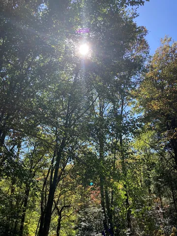 a front view of a house with a garden and trees