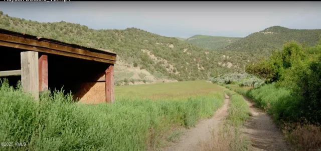 a view of backyard with potted plants and large tree