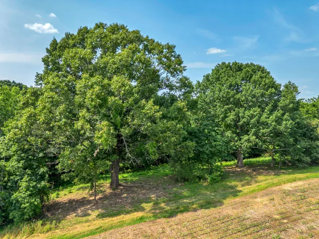 a view of a yard with a tree
