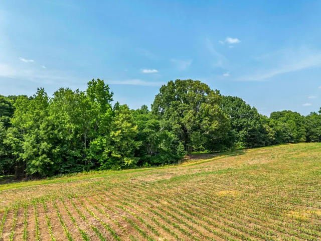 a view of a yard with a trees