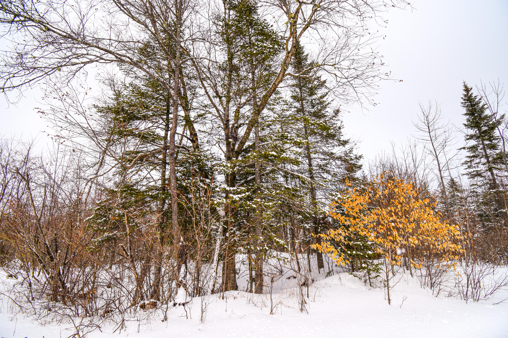 0 Crow Hill Road Parkman, ME 04443 - Photo 17 of 21 DSC_1874