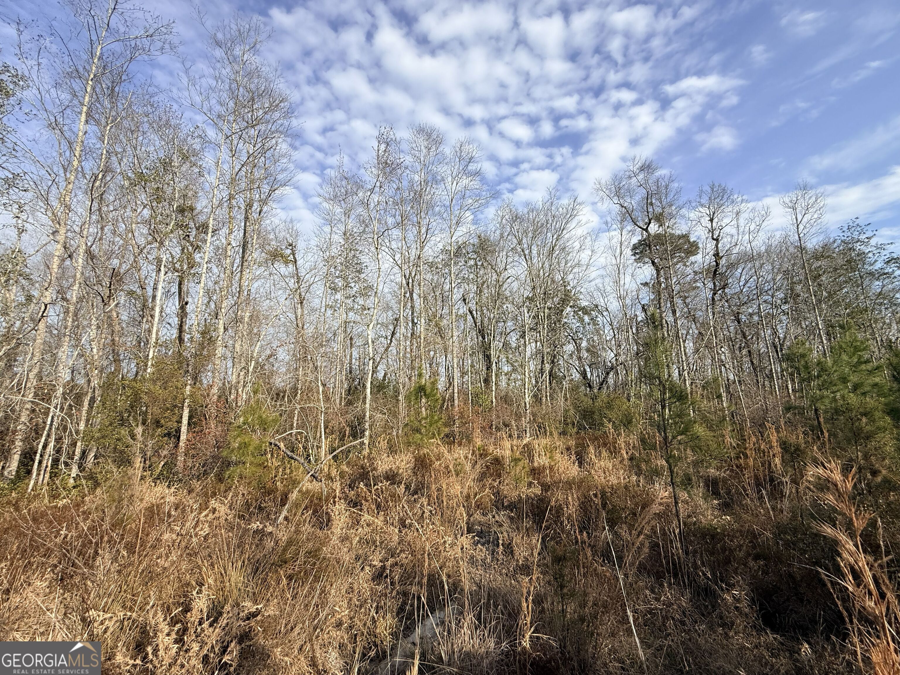 1 Dodges Chapel Road Lumber City, GA 31549 - Photo 16 of 31