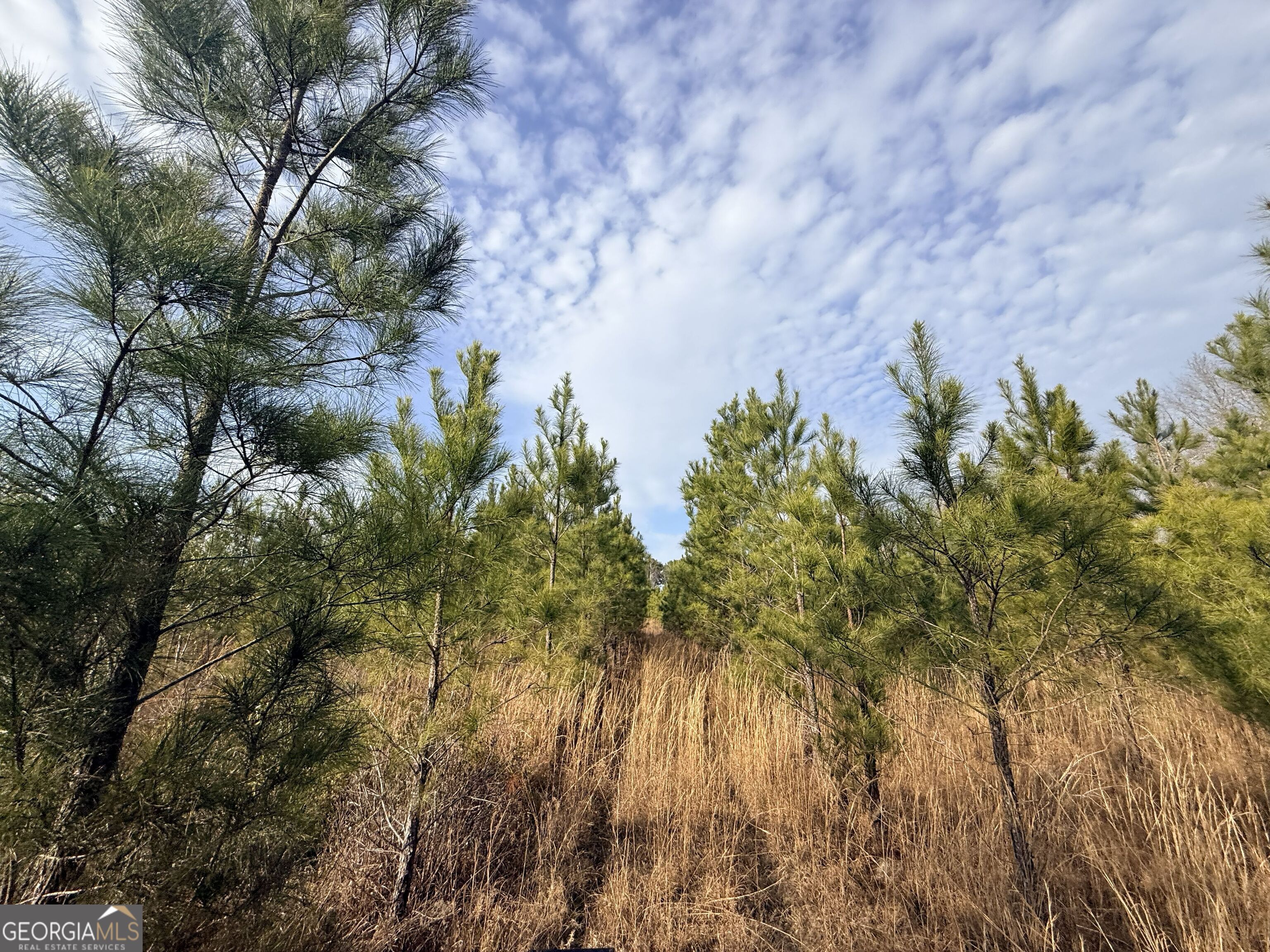 1 Dodges Chapel Road Lumber City, GA 31549 - Photo 19 of 31