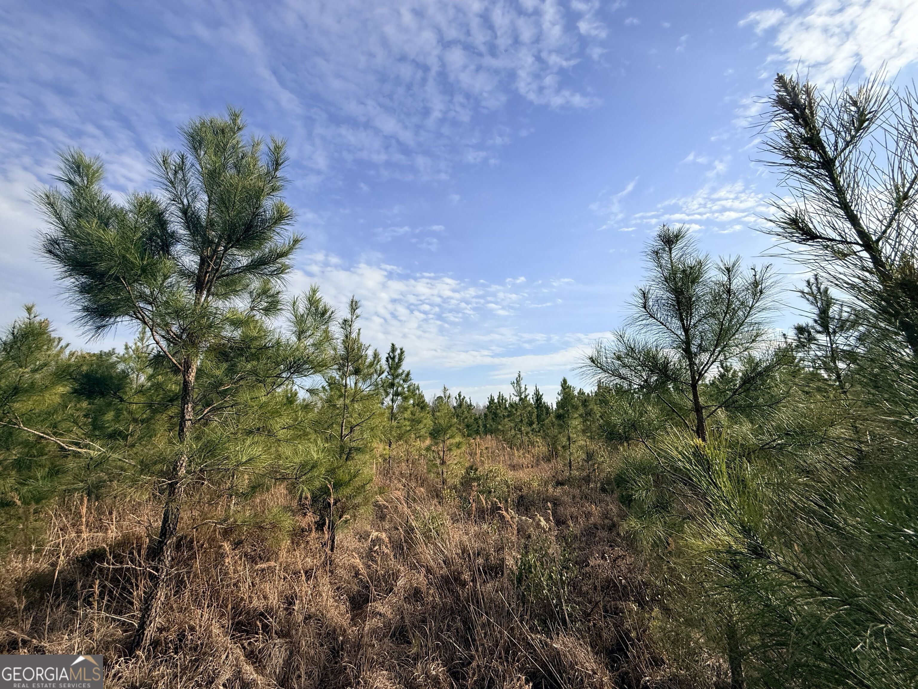 1 Dodges Chapel Road Lumber City, GA 31549 - Photo 24 of 31