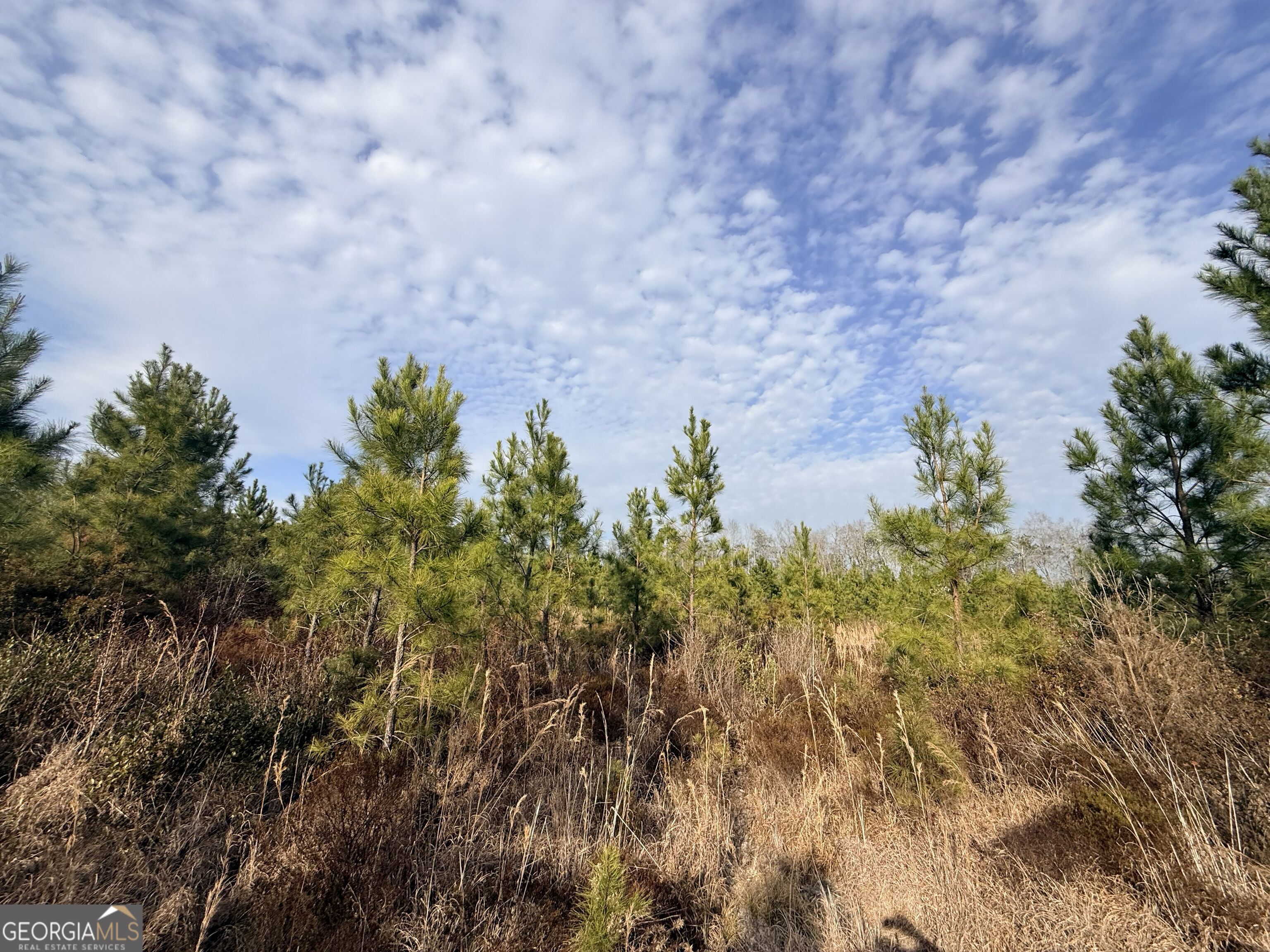 1 Dodges Chapel Road Lumber City, GA 31549 - Photo 25 of 31