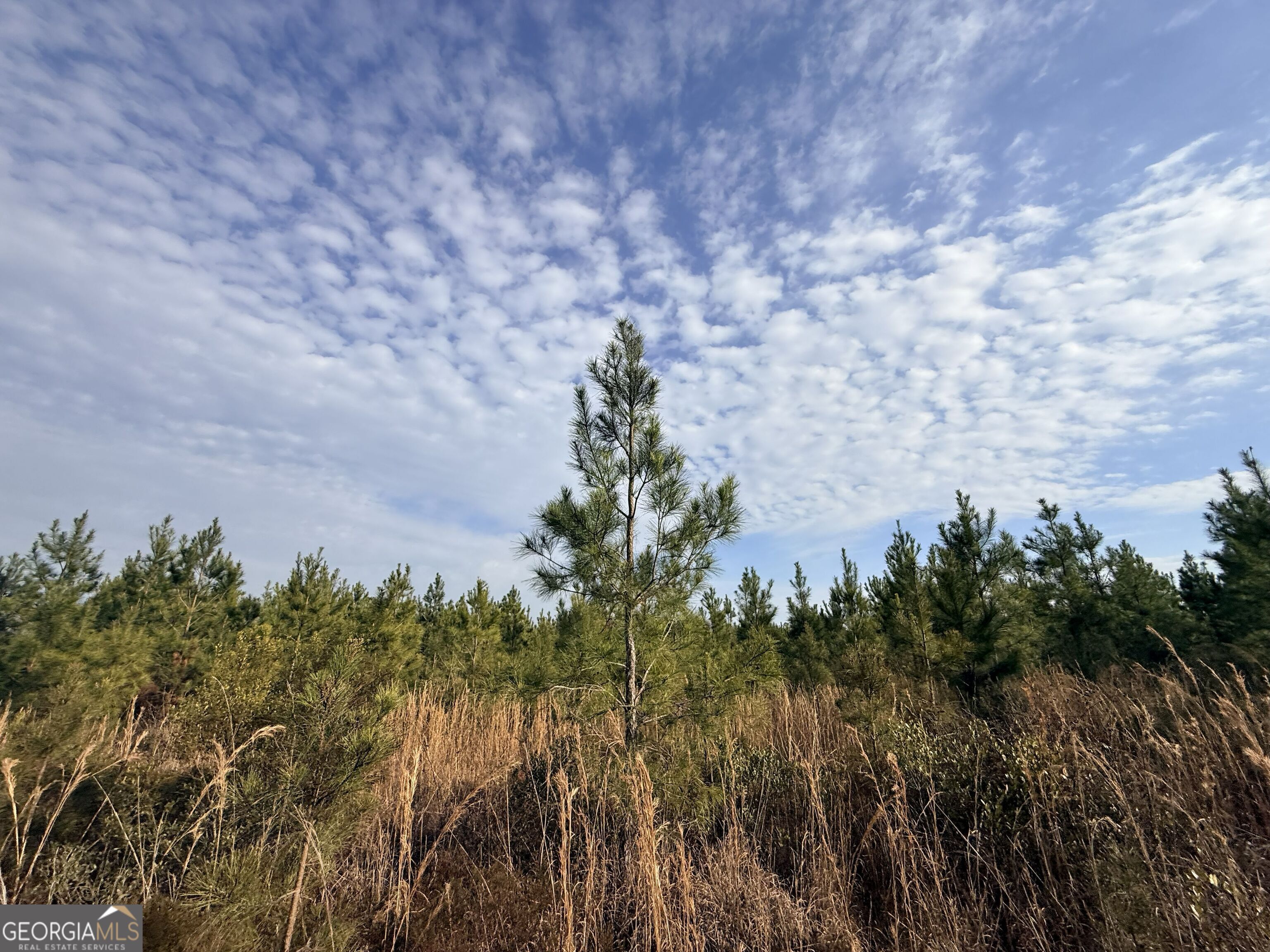 1 Dodges Chapel Road Lumber City, GA 31549 - Photo 27 of 31