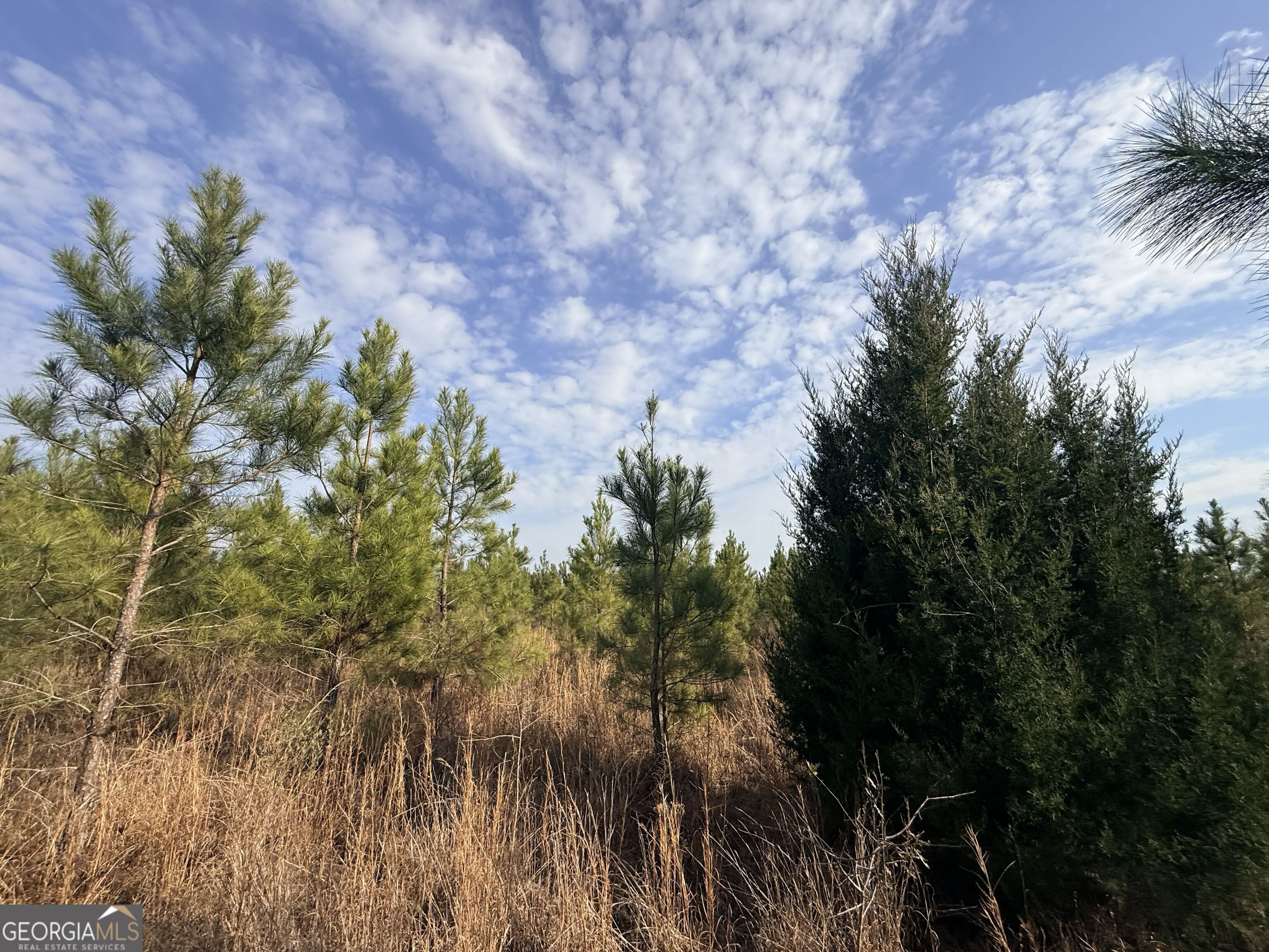 1 Dodges Chapel Road Lumber City, GA 31549 - Photo 28 of 31