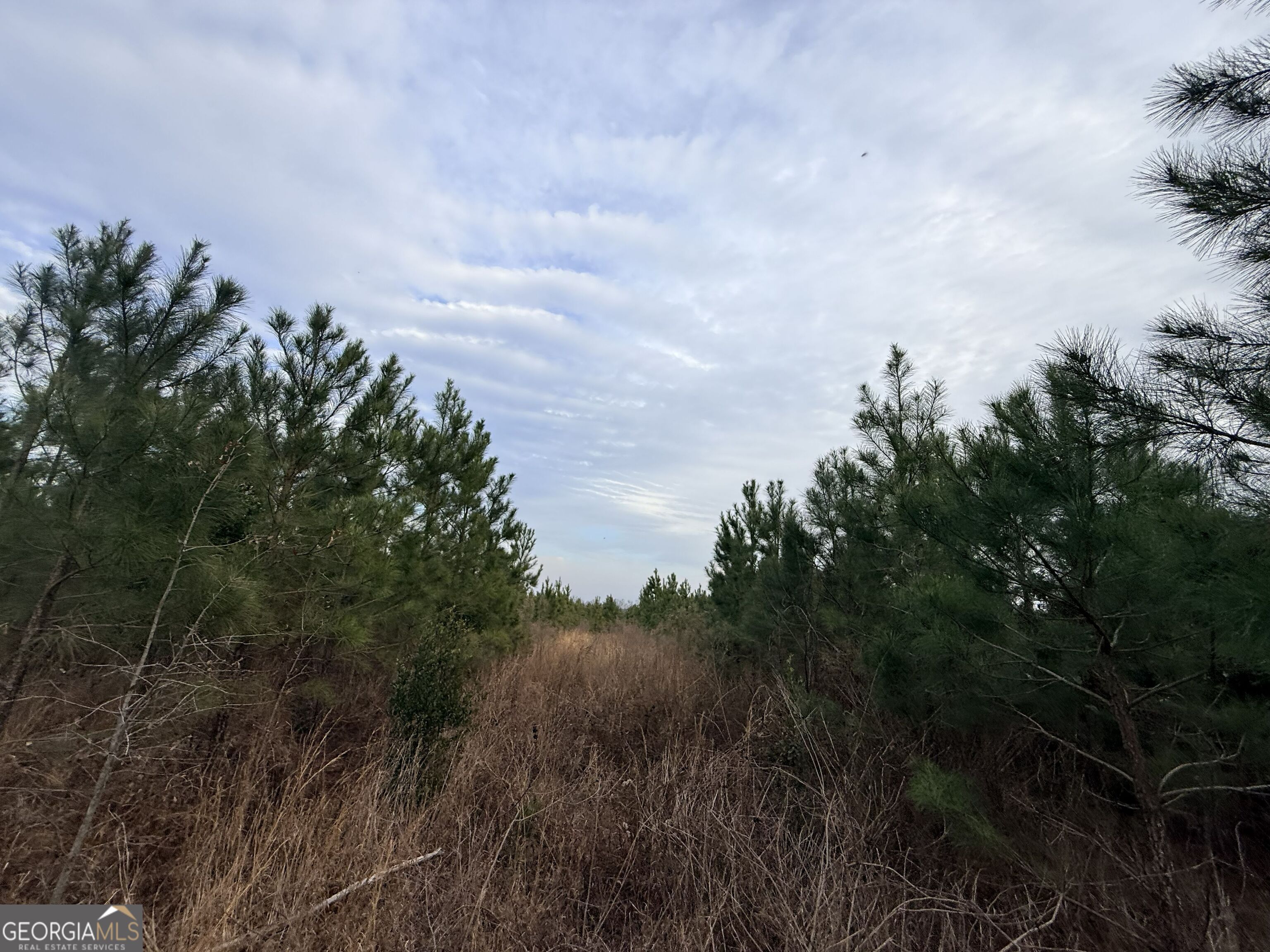 1 Dodges Chapel Road Lumber City, GA 31549 - Photo 7 of 31