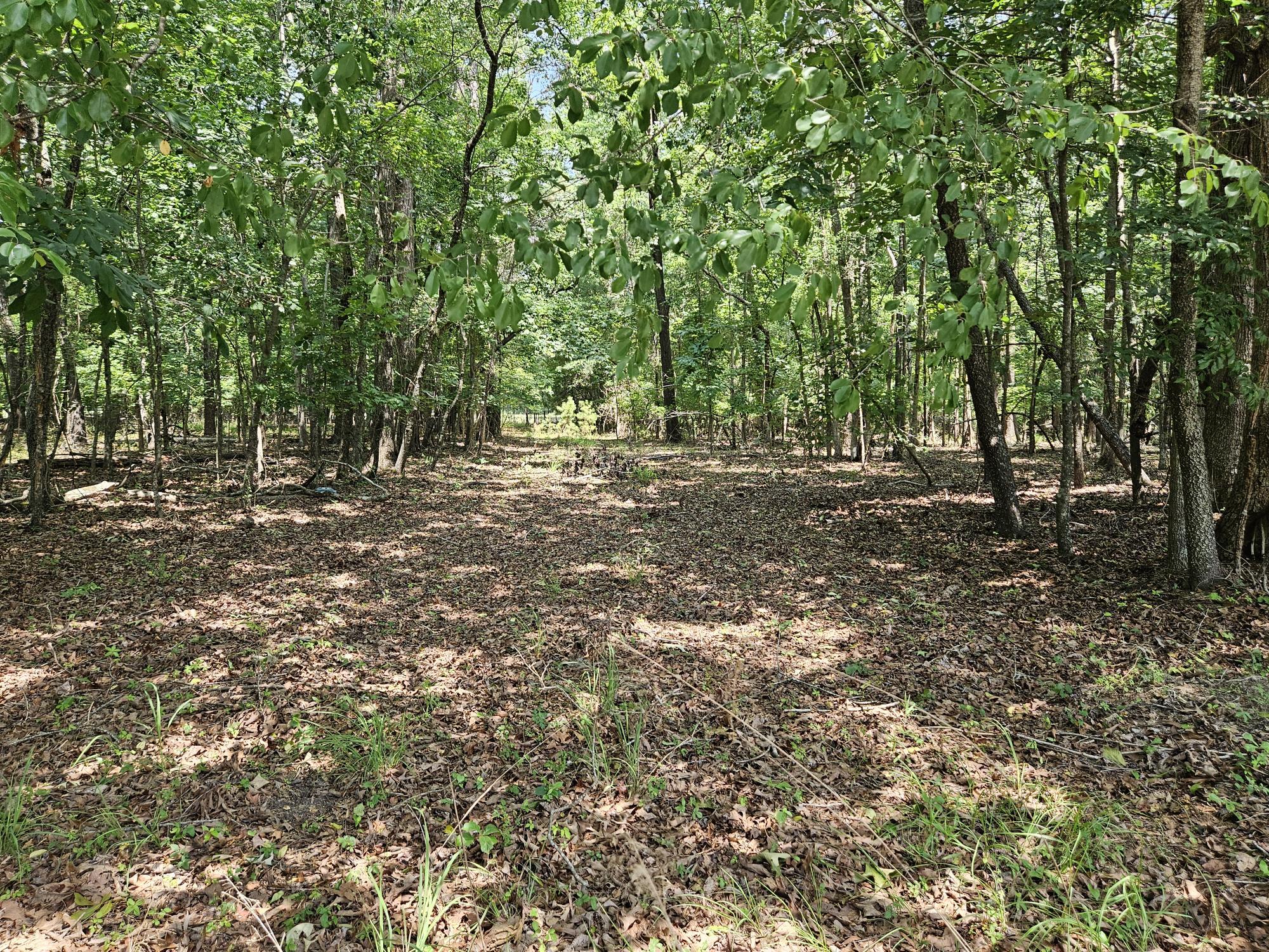 Lot 2 M W Rickenbaker Road Summerton, SC 29148 - Photo 6 of 11 TRAIL