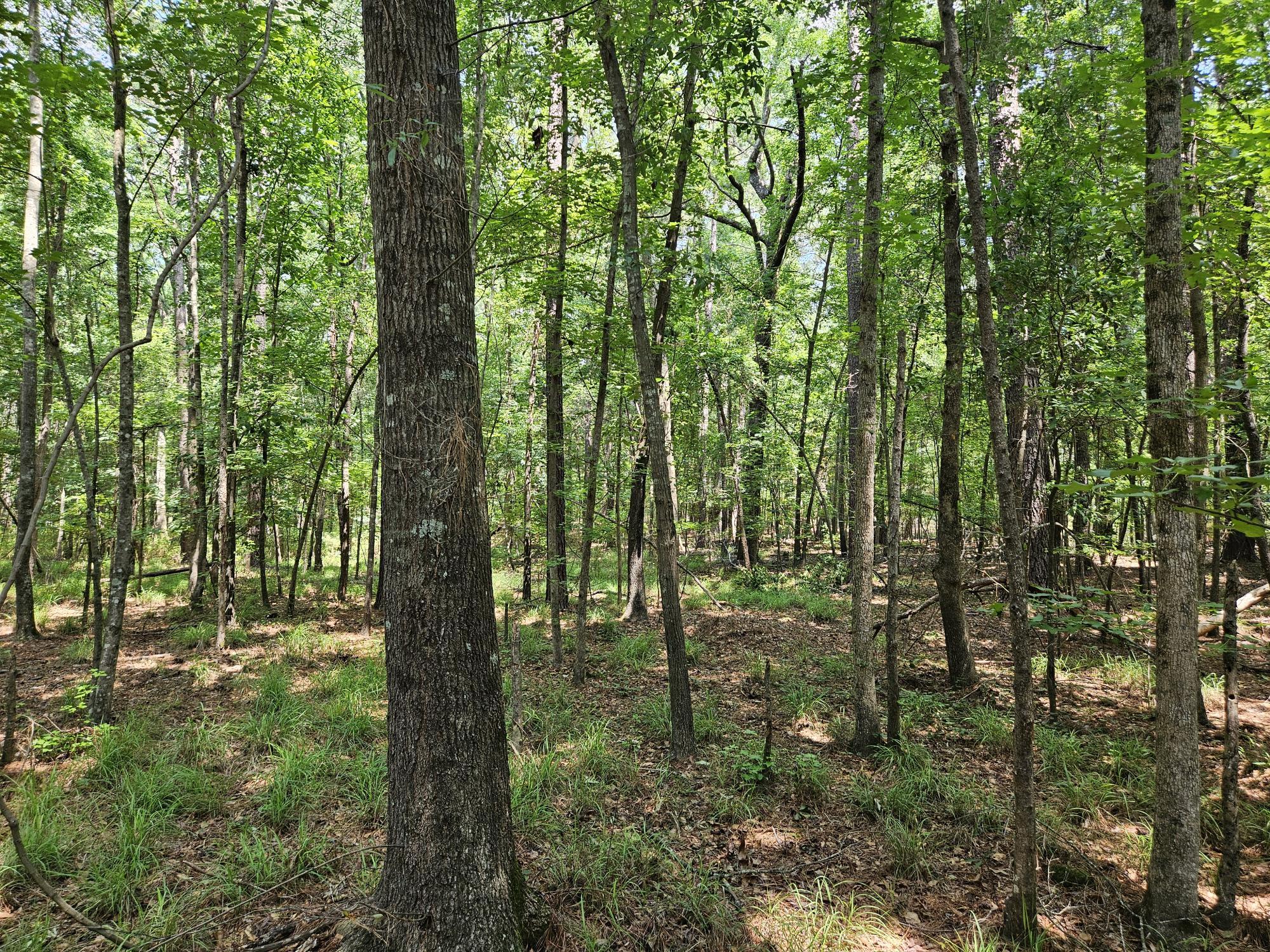 Lot 2 M W Rickenbaker Road Summerton, SC 29148 - Photo 8 of 11 WOODS VIEW