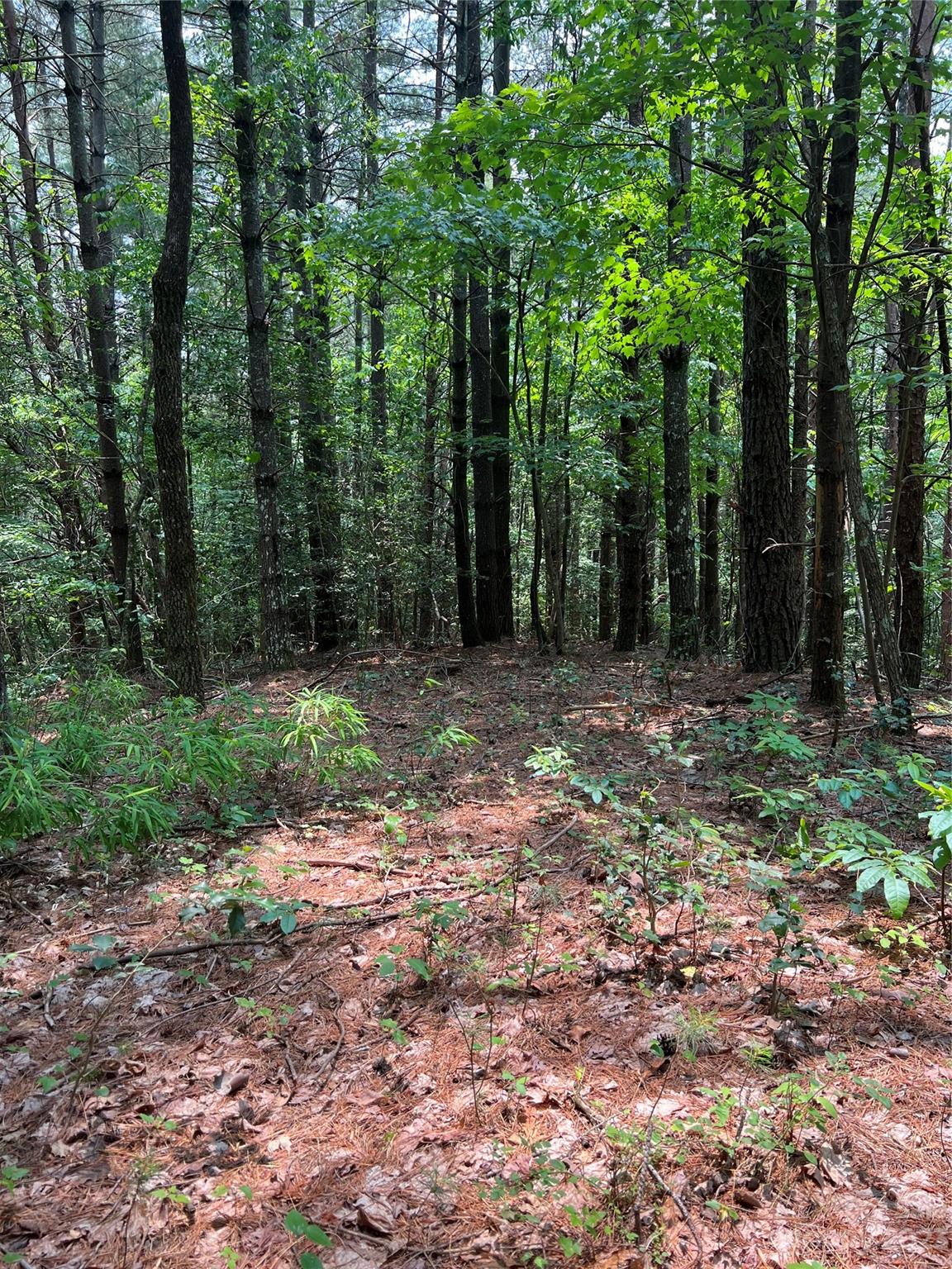 9589 Shortoff View Terrace, Unit 29 Nebo, NC 28761 - Photo 15 of 25 a big yard with trees