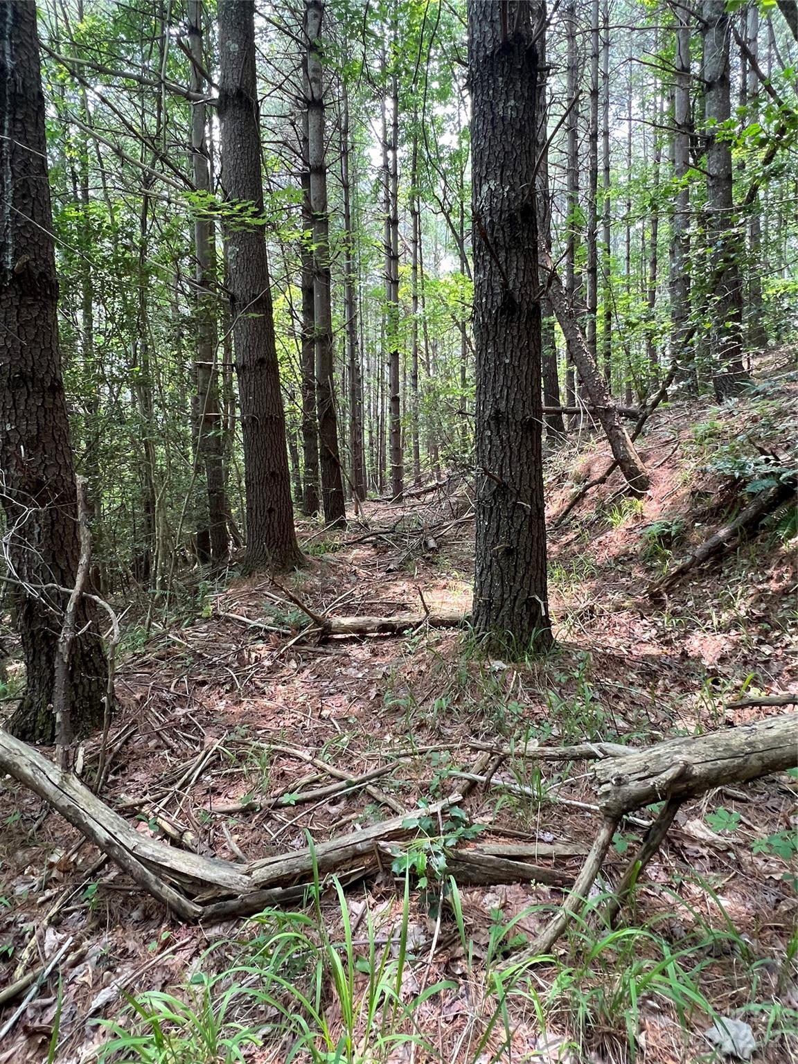 9589 Shortoff View Terrace, Unit 29 Nebo, NC 28761 - Photo 7 of 25 a backyard of a house with lots of green space