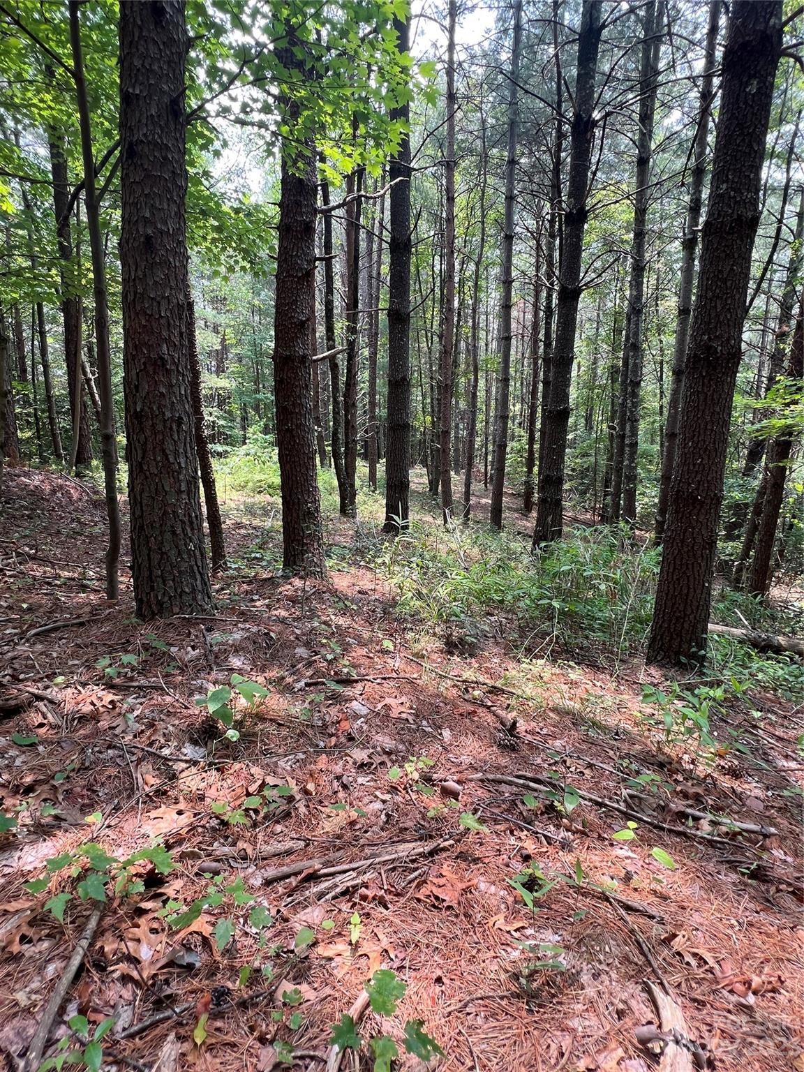 9589 Shortoff View Terrace, Unit 29 Nebo, NC 28761 - Photo 8 of 25 a backyard of a house with lots of green space