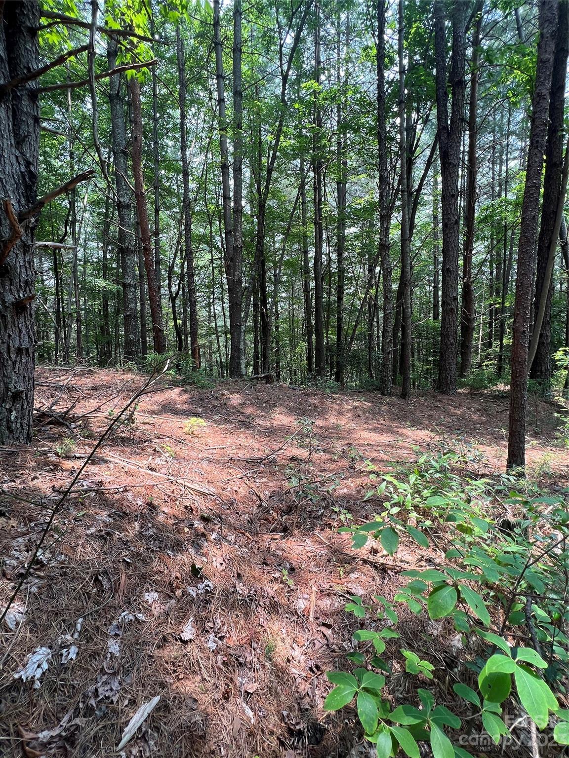 9589 Shortoff View Terrace, Unit 29 Nebo, NC 28761 - Photo 10 of 25 a big yard with lots of green space and trees