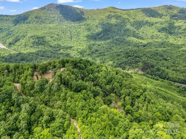 a view of a lush green forest with a lush green forest