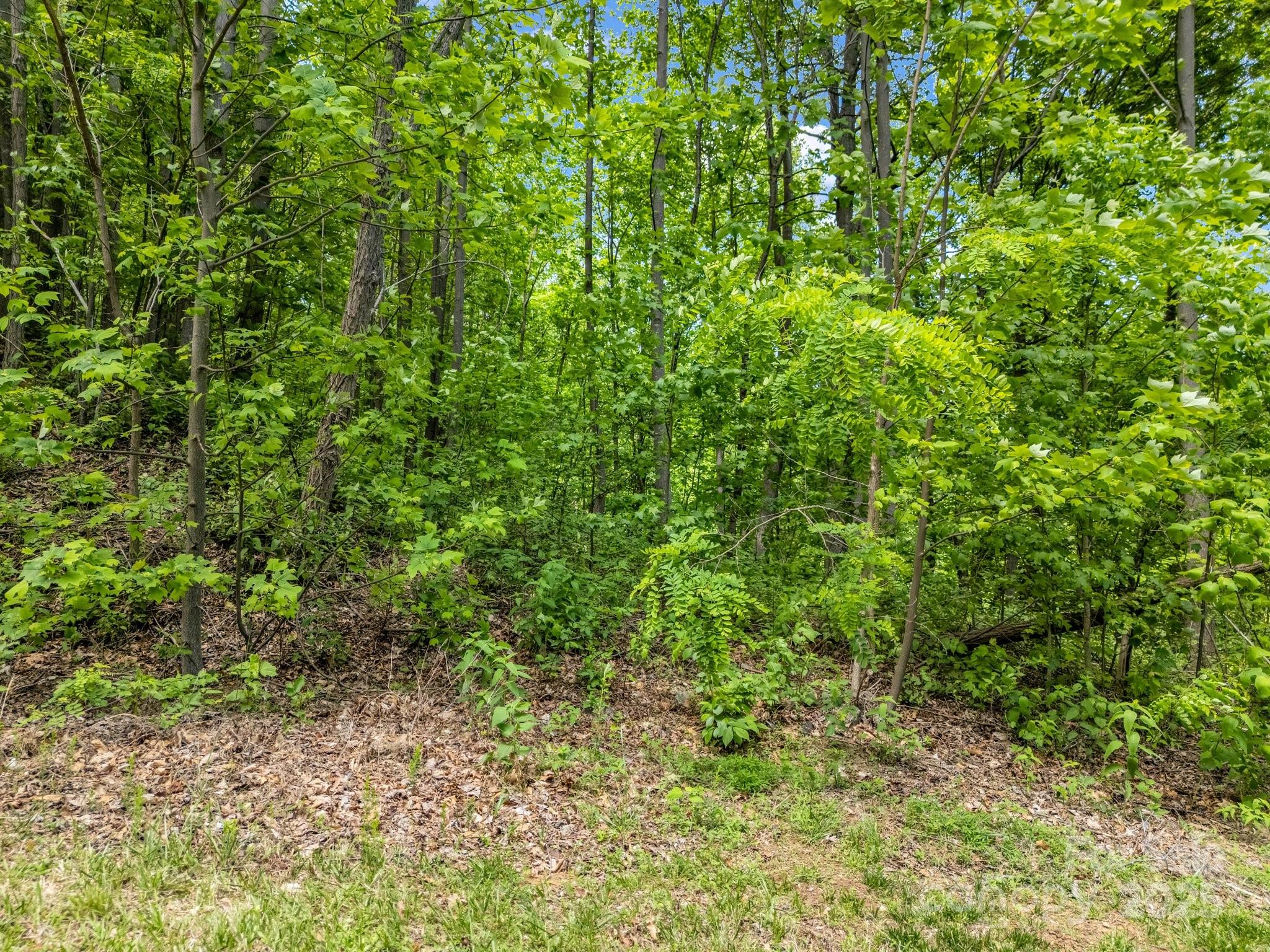 0 Ragans Point, Unit 31 Columbus, NC 28722 - Photo 2 of 25 a view of a lush green forest