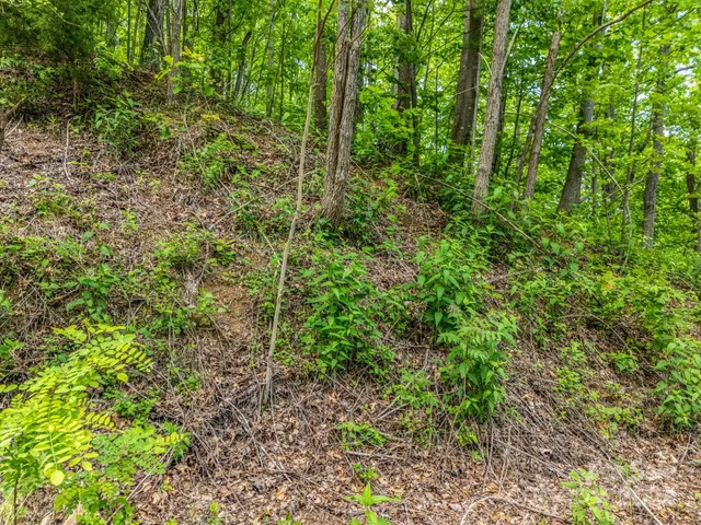 a view of a forest with plants