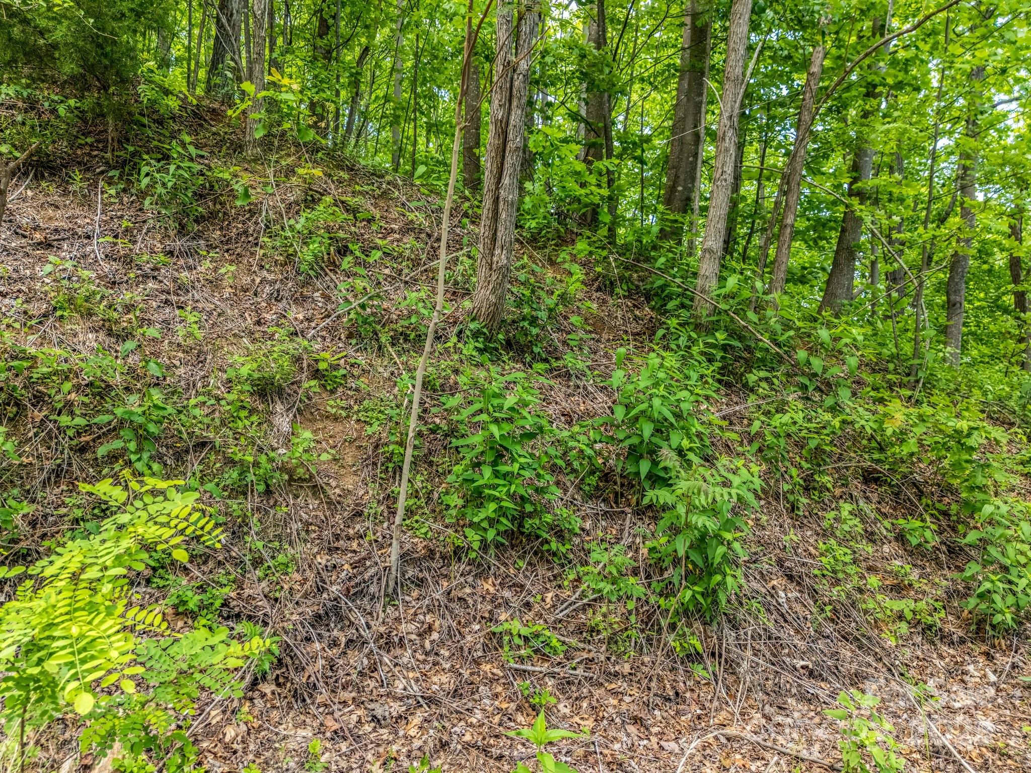 0 Ragans Point, Unit 31 Columbus, NC 28722 - Photo 3 of 25 a view of a forest with plants