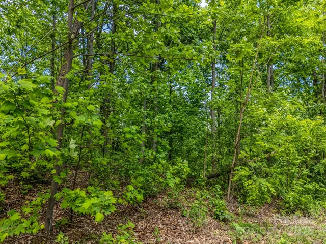 a view of a lush green forest