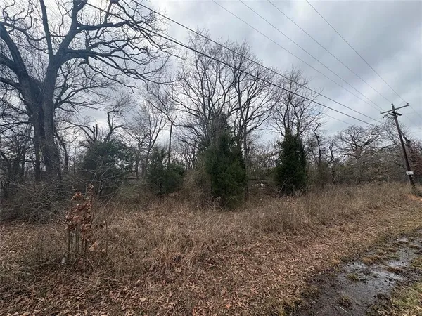 a view of a forest with trees in the background
