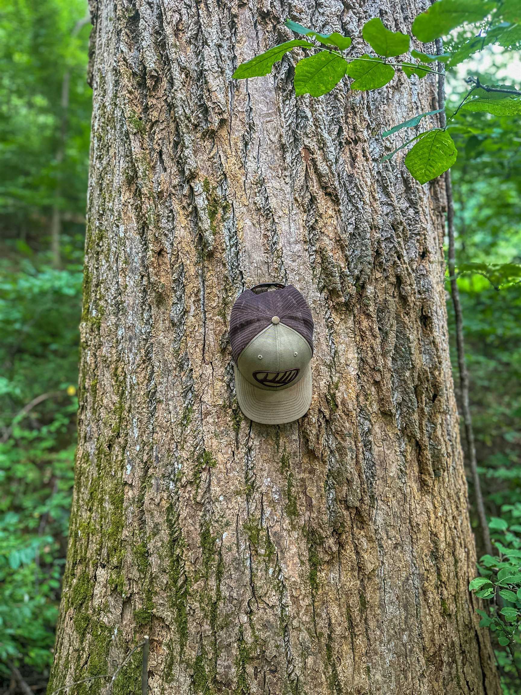 Tbd Ridge Street Lovingston, VA 22949 - Photo 13 of 35 a view of a plant in a garden