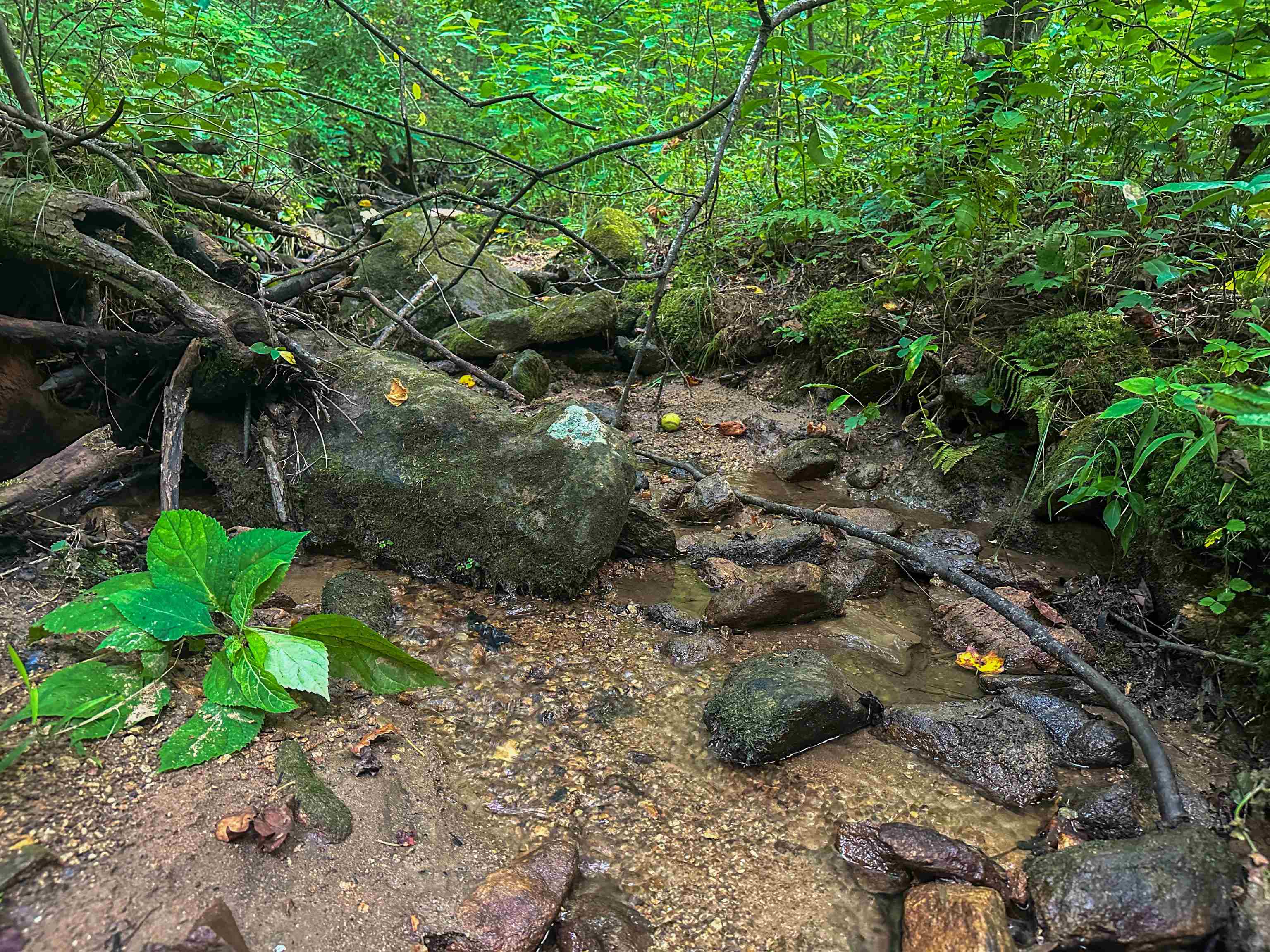 Tbd Ridge Street Lovingston, VA 22949 - Photo 15 of 35 a backyard of a house with lots of green space