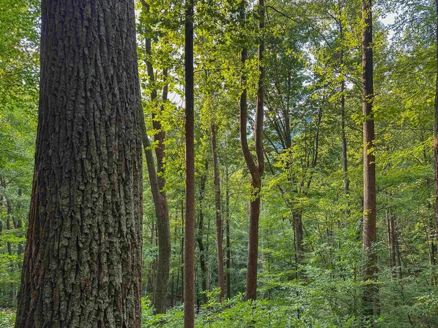 a backyard of a house with lots of green space