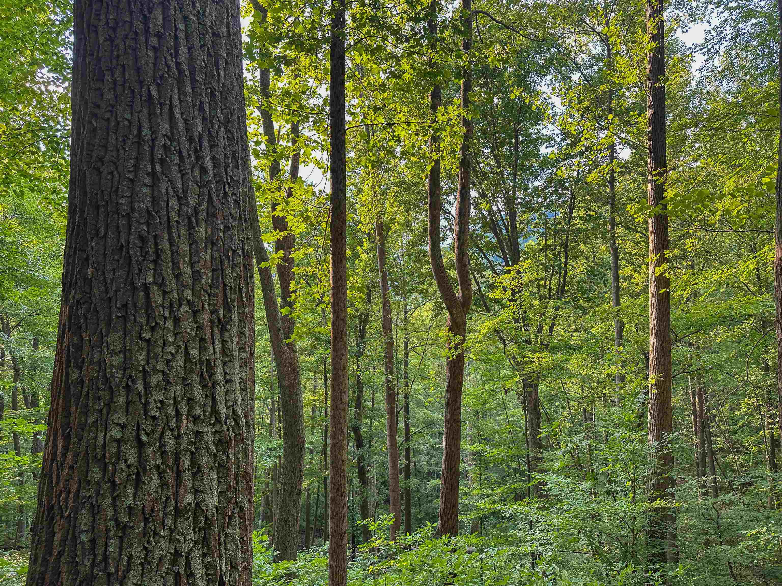 Tbd Ridge Street Lovingston, VA 22949 - Photo 16 of 35 a view of a yard