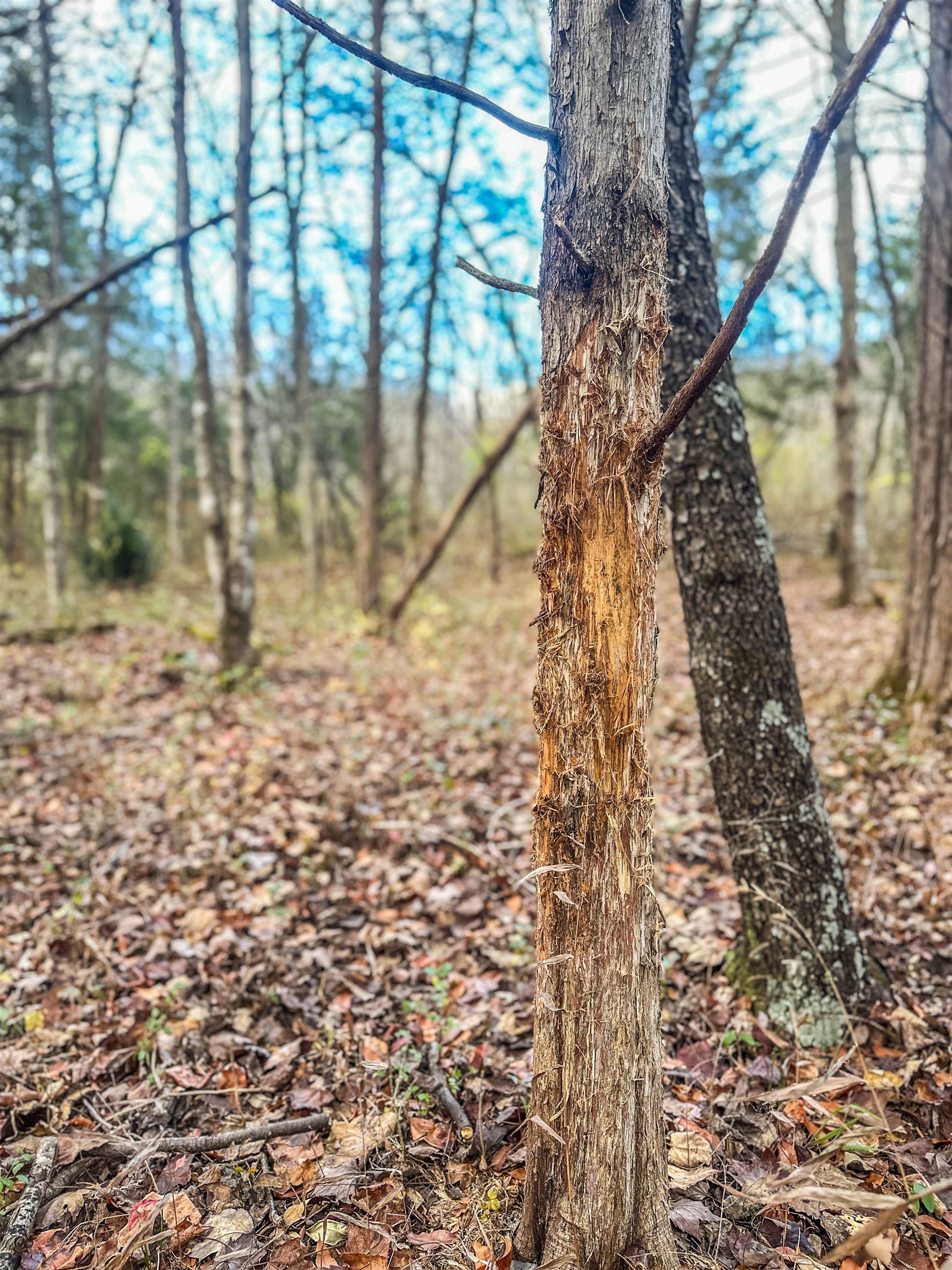 Tbd Ridge Street Lovingston, VA 22949 - Photo 17 of 35 a view of backyard of a building