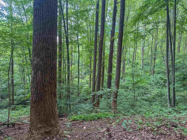 a view of outdoor space and garden