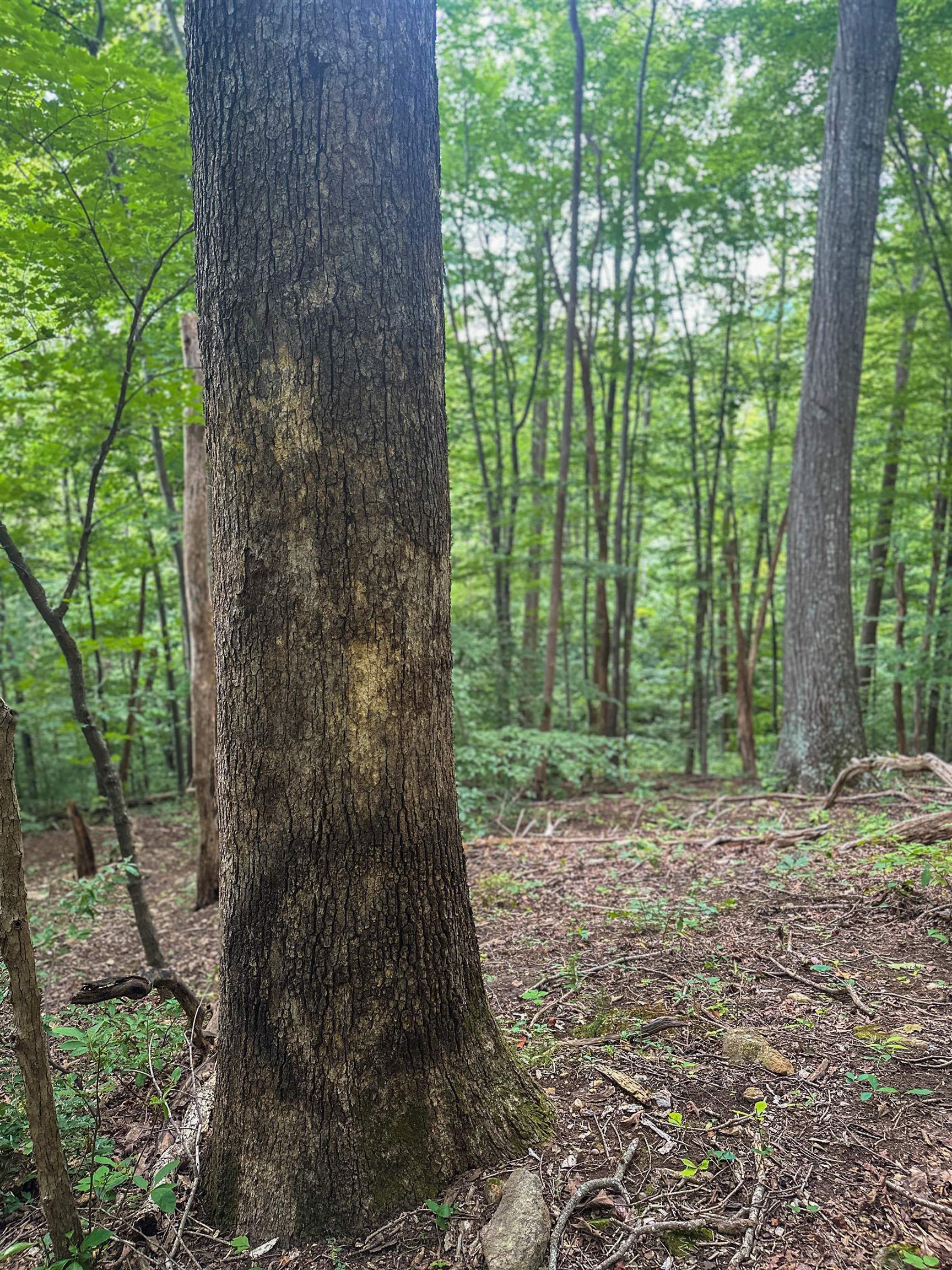Tbd Ridge Street Lovingston, VA 22949 - Photo 19 of 35 a backyard of a house with lots of green space