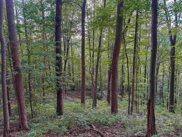 a view of an outdoor space with mountain view